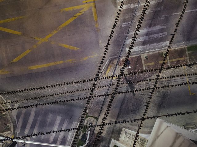 Barn swallows sit closely together, filling several power lines. The intersecting lines create a pattern with the crosswalks and other painted markings on the road beneath them.