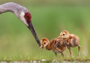 A bird with a thing neck and long beak feeds a grub to one of its small, fluffy chicks.