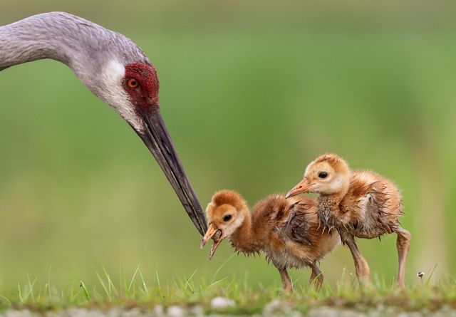 A bird with a thing neck and long beak feeds a grub to one of its small, fluffy chicks.