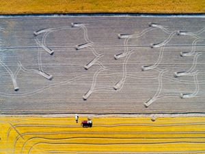 Mustard yellow fields frame a large fallow field. Hummocks of gray dirt are pushed up at the end of parallel tracks.