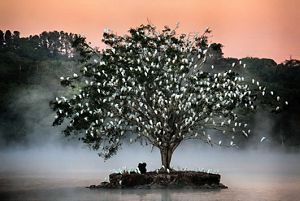 A single tree grows on a small circle of land surrounded by water. The tree is covered with white egrets roosting for the night.