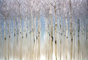 Rows of leafless, white barked birch trees are reflected back in the still water that surrounds them.