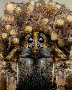 Close up view of a spider covered in its tiny baby spiders.