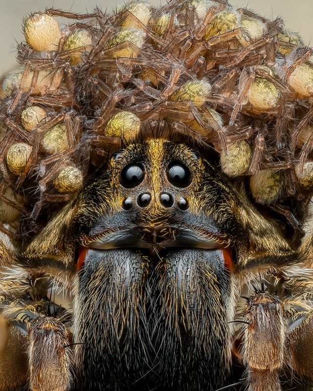 Close up view of a spider covered in its tiny baby spiders.