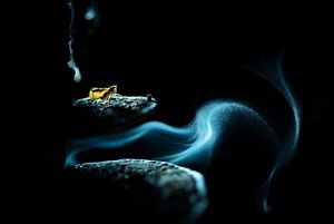 A yellow insect stands on top of a fungus as spores curve and disperse in the air around it.