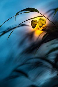 Two butterflies float next to each other, illuminated by a golden light. Long, thin stalks of grass wave around them.