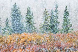 A view of snow falling on trees.