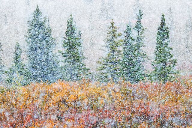 Tall evergreens and low plants colored red and gold and obscured and softened by a heavy fall of snow.