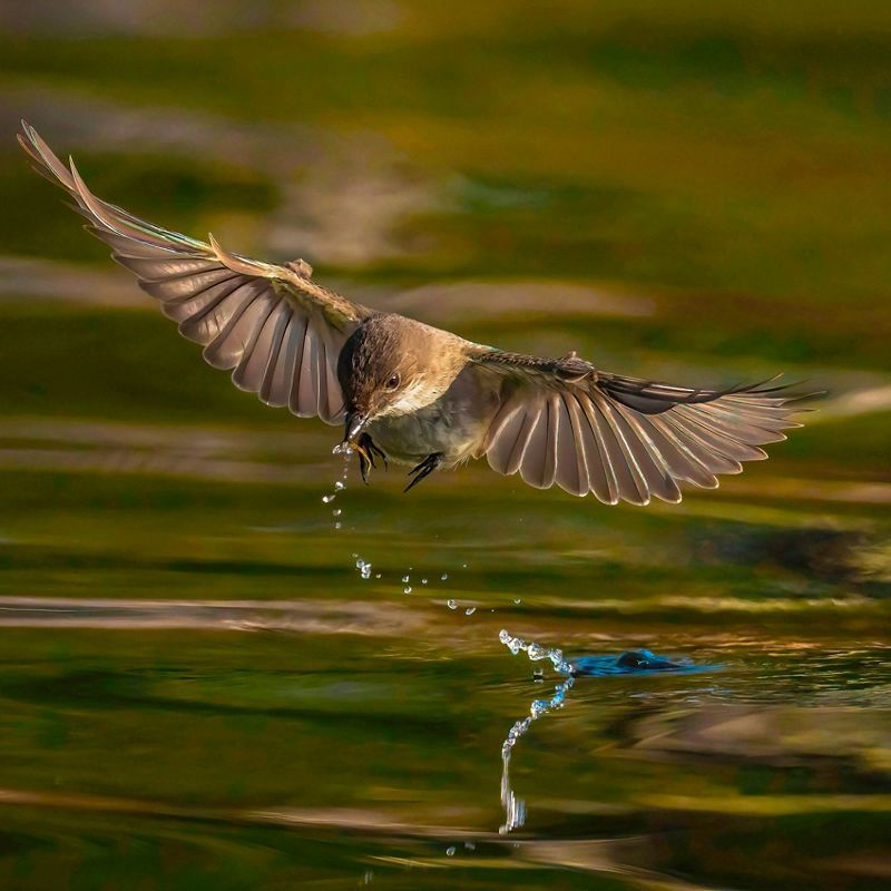 An eastern phoebe, wings outstretched, snatches an insect from the surface of the water. A trail of water follows it.