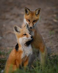 Two red fox kits in the grass. One sits while the other stands and wraps its legs around the other in a playful manner.