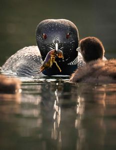 A loon holding a crayfish as their loonlet looks at them.