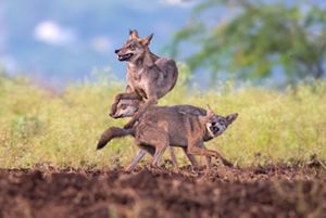 Three wolves leap and play with each other.