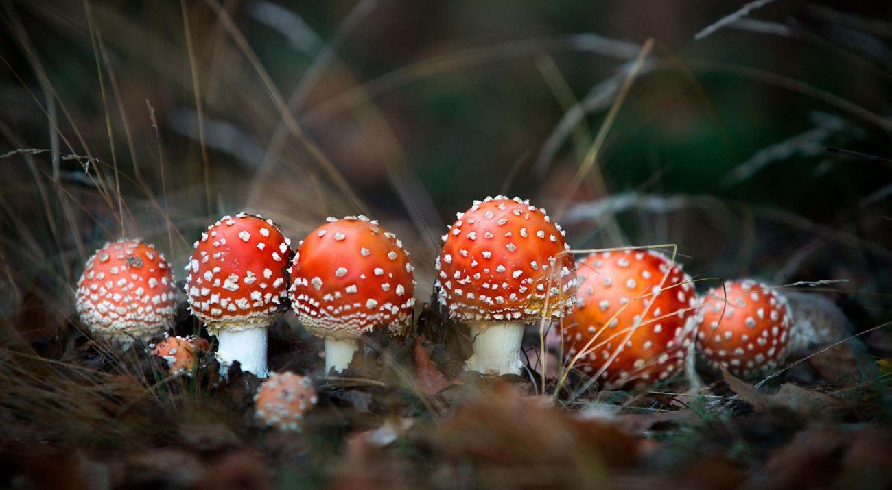 family of red mushrooms