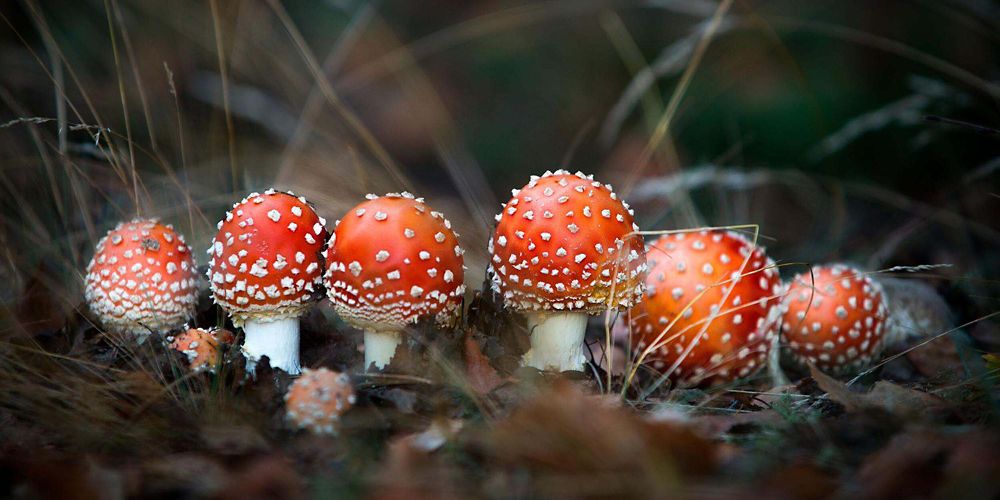 A collection of white and orange mushrooms grow around a rock.