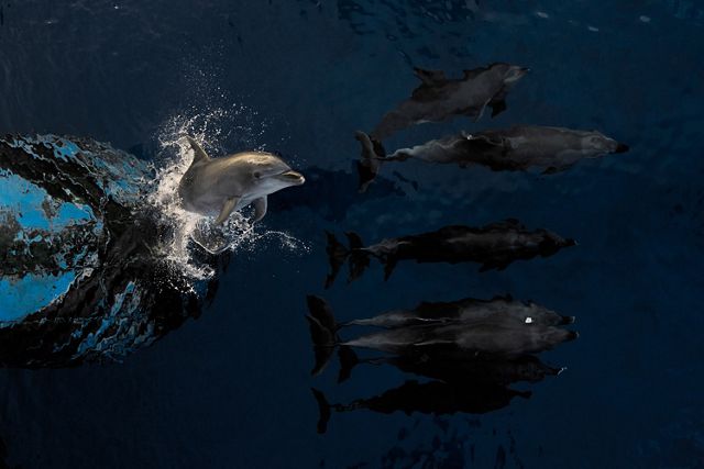 Four dolphins swim beneath the surface of the water in front of a boat. A fifth dolphin bursts out of the water, leaping vertically.