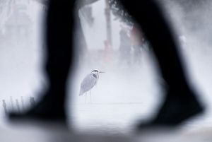 A tall wading bird with a thin beak is visible between the legs of a man as he walks by in an urban park.