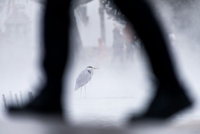 A tall wading bird with a thin beak is visible between the legs of a man as he walks by in an urban park.