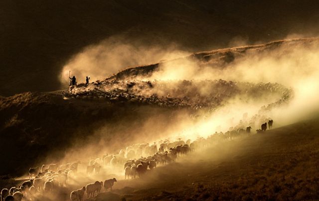 A large flock of sheep curve up a mountain path, kicking up a thick cloud of dust that glows golden in the sunlight.
