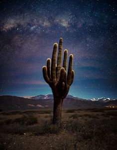 A large cactus reaches up to the sky like a human hand against a night sky of brilliant stars. Snow capped mountain peaks line the horizon.