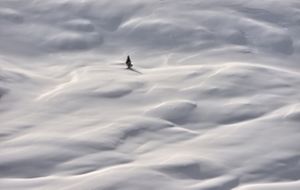 A lone conifer tree is dwarfed by the vast expanse of drifting snow around it.