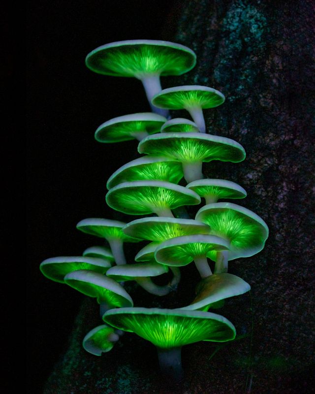 White capped mushrooms with glowing green gills grow from the side of a log.