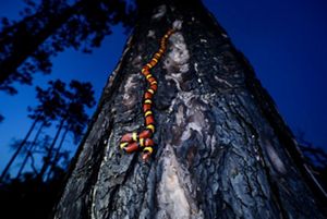 A red, yellow and black striped snake crawls headfirst down a pine tree.