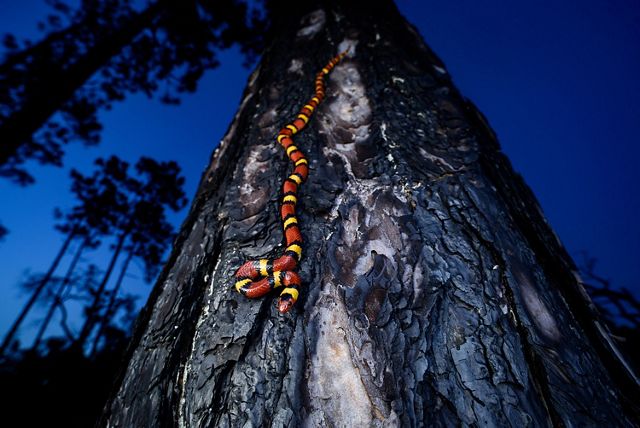 A red, yellow and black striped snake crawls headfirst down a pine tree.