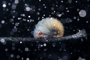 A large red eye peeks out from beneath the shell of a nautilus. Tiny particles in the water column reflect light, creating the impression of snowfall under water.