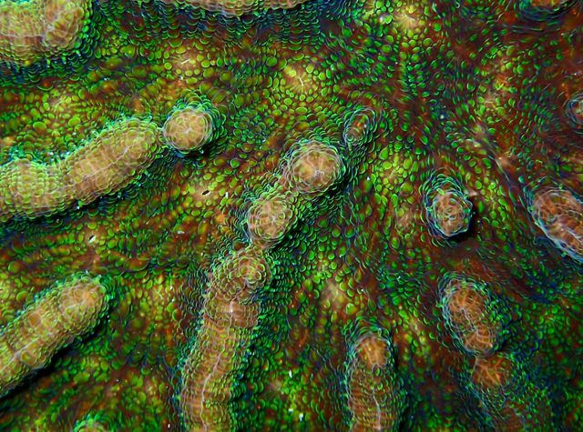 Close view of the surface of a coral. Orange ridges are covered with bright green scales.