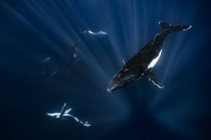 Humpback whales swimming underwater.