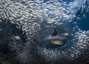 Cardumen de pequenos peces plateados rodean un gran pez nadando en el medio.
