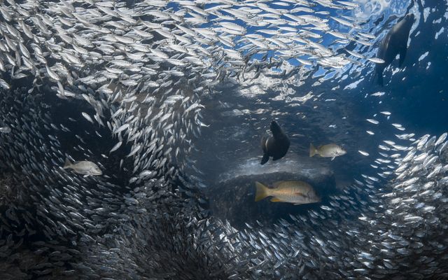 Cardumen de pequenos peces plateados rodean un gran pez nadando en el medio.