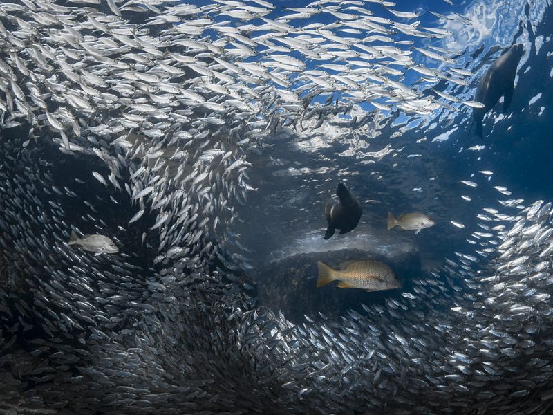 Cardumen de pequenos peces plateados rodean un gran pez nadando en el medio.
