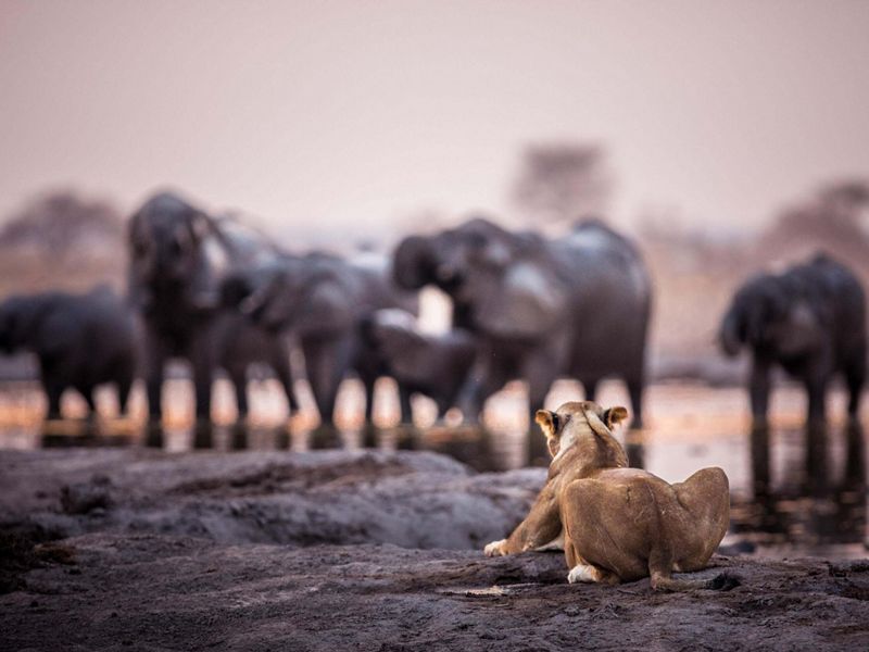 A lioness looks out on a group of elephants drinking from a watering hole.