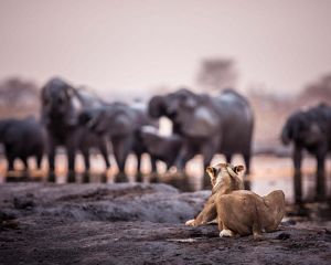 A lioness looks onto a group of elephants drinking at a pond.