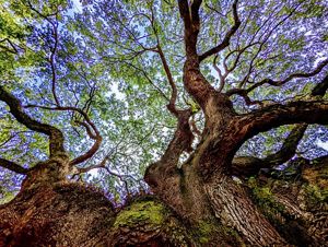 Looking up at trees with curvy trunks and branches.