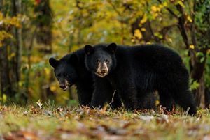 Two black bears walk through a woodland.