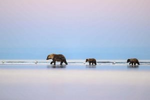 A mother bear and her two cubs on the beach.