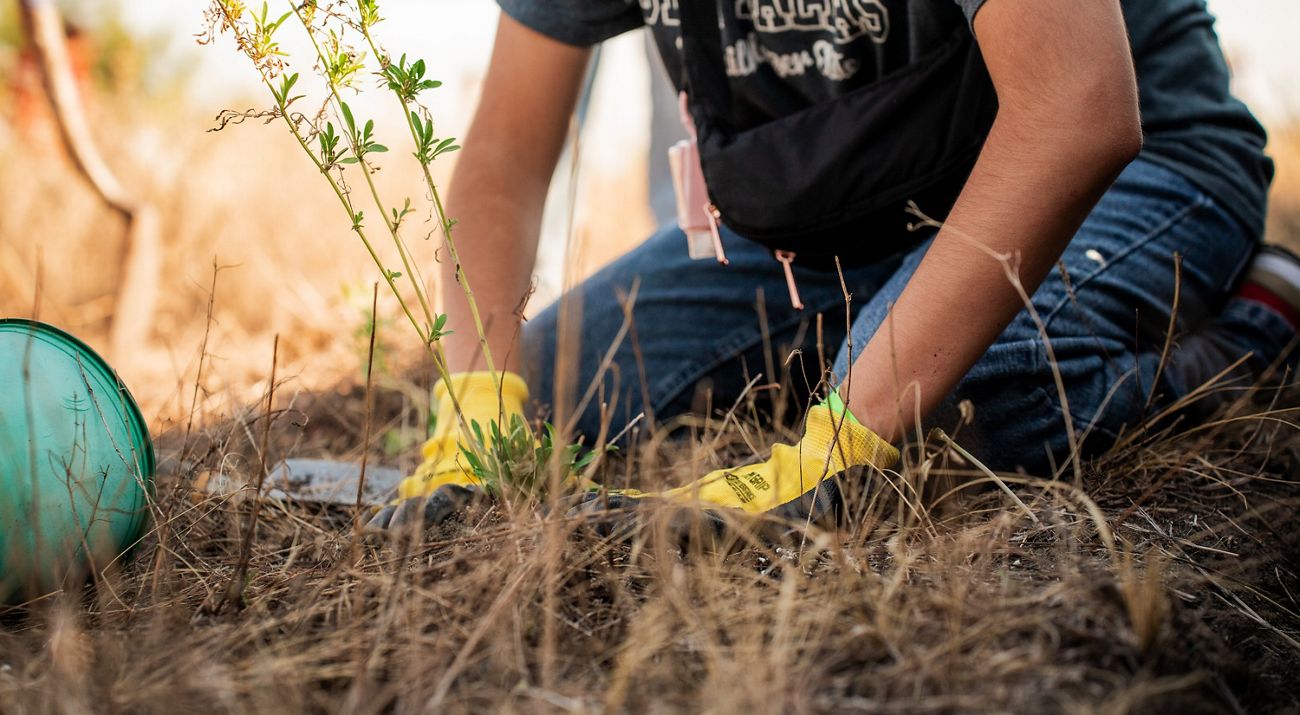 Person plants prairie plant.