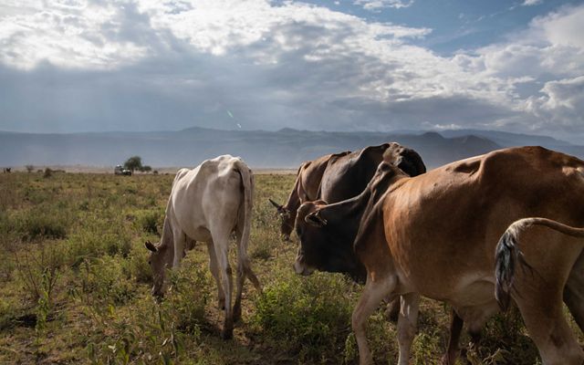 Photo of cattle grazing in northern Kenya.
