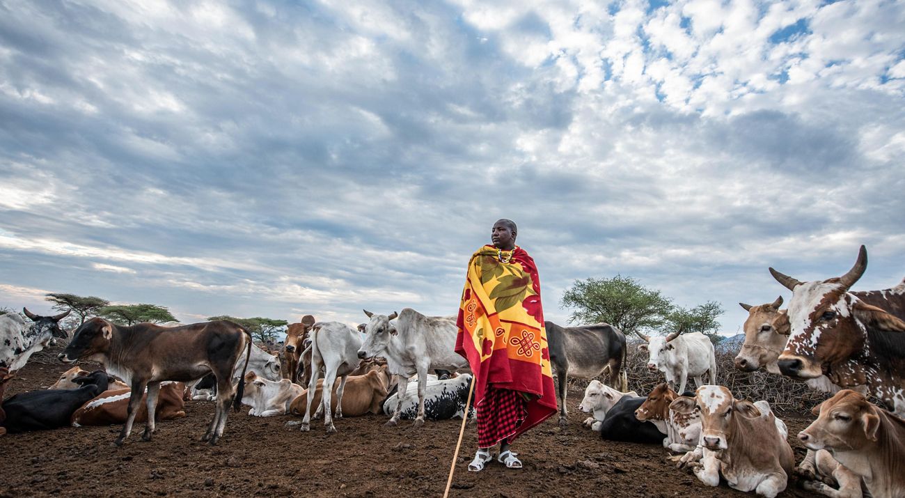 Herder in front of his cattle