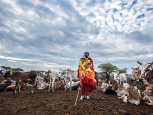 Naronyo Nang’oiho stands with his livestock in Selela, northern Tanzania. 
