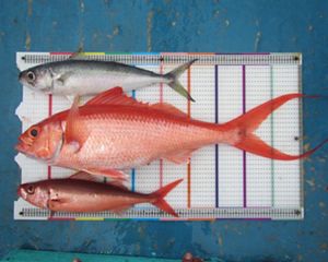 In partnership with TNC, a growing group of seafood companies is helping to put Indonesia’s snapper/grouper fishery on a sustainable path.