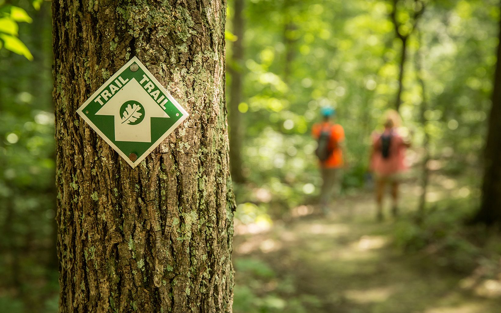 
                
                  Hiking Trail Trail maintenance is part of summer stewardship for TNC.
                  © Mike Wilkinson
                
              