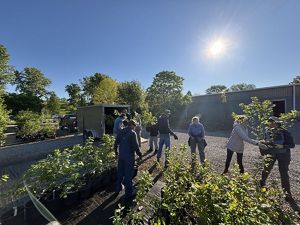 Volunteers gather trees into a truck.
