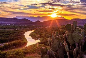a sun sets over a river and a cactus plant sits in the foreground