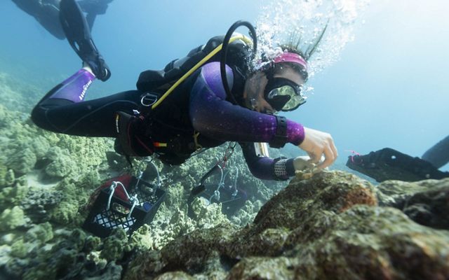 Coral Restoration