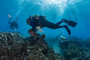 A scuba diver operates underwater to reattach coral to a reef.
