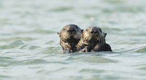 Two sea otters poke their heads up above water and look at the camera.