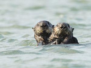 Otters in the waters off the Elkhorn Slough, California